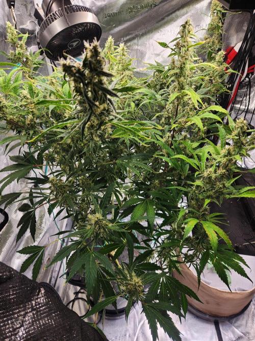 Mep Forum Stomper x GWK Freebie. Week 8 - 53