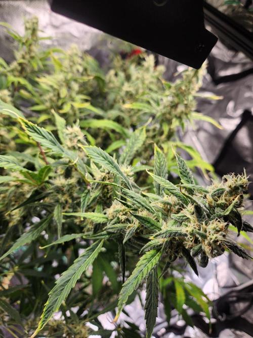 Mep Forum Stomper x GWK Freebie. Week 8 - 53