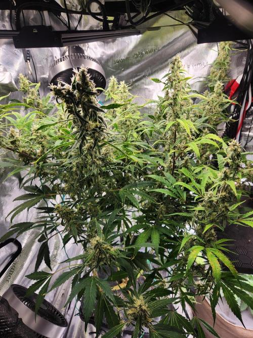 Mep Forum Stomper x GWK Freebie. Week 8 - 55