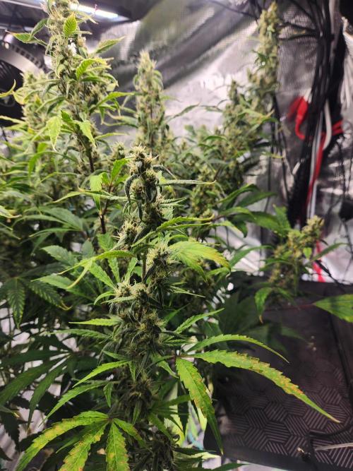 Mep Forum Stomper x GWK Freebie. Week 8 - 55