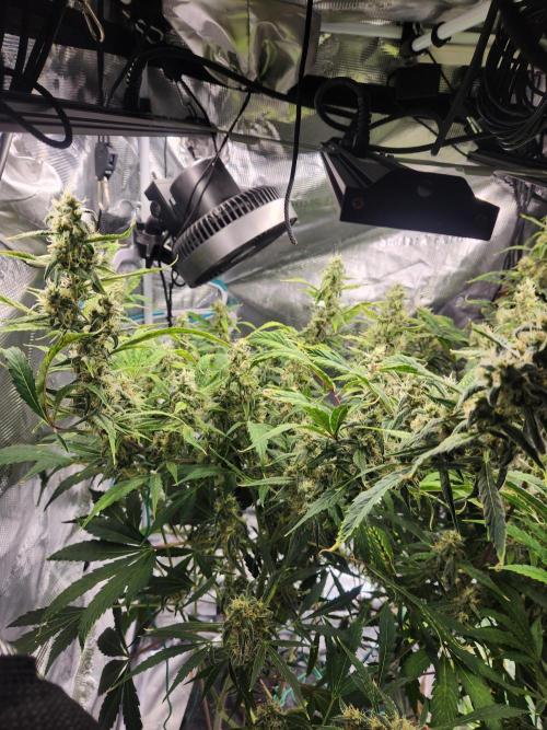 Mep Forum Stomper x GWK Freebie. Week 8 - 56