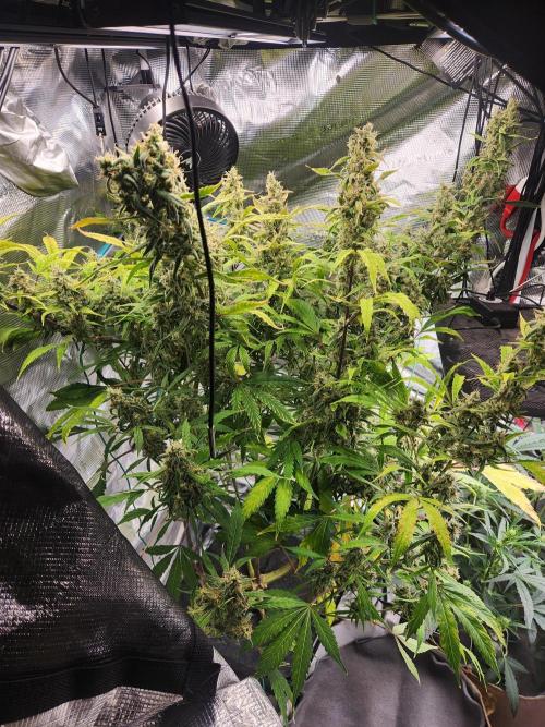 Mep Forum Stomper x GWK Freebie. Week 9 - 64