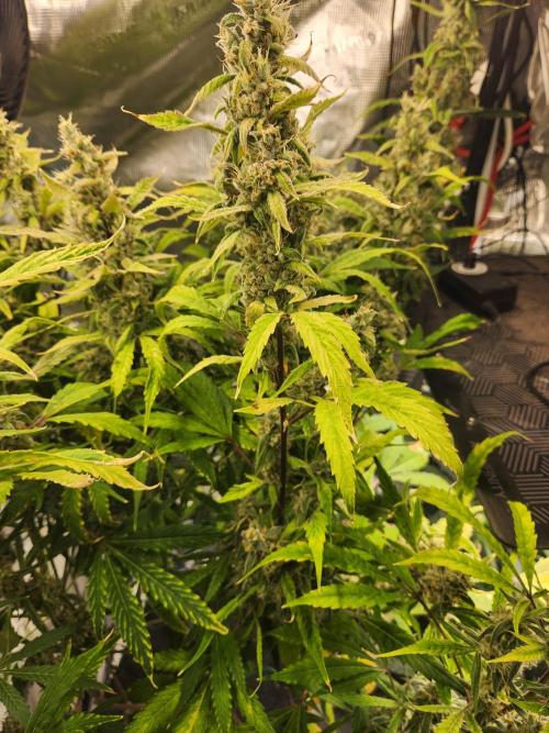 Mep Forum Stomper x GWK Freebie. Week 9 - 64