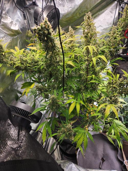 Mep Forum Stomper x GWK Freebie. Week 9 - 66