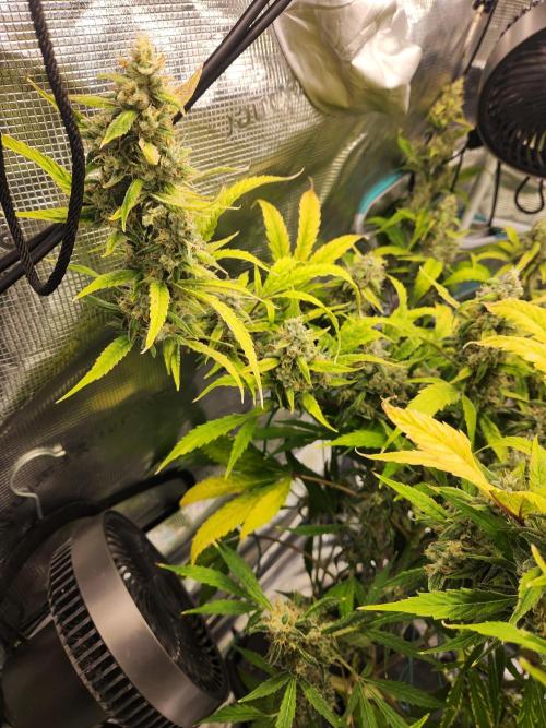 Mep Forum Stomper x GWK Freebie. Week 9 - 66