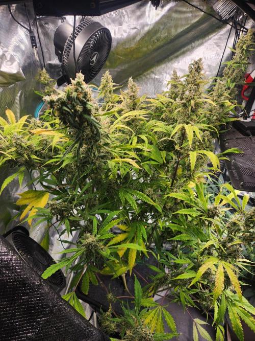 Mep Forum Stomper x GWK Freebie. Week 9 - 67