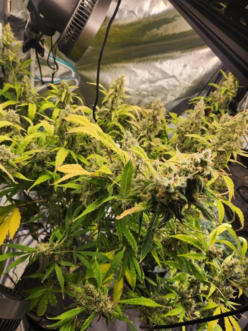 Mep Forum Stomper x GWK Freebie. Week 9 - 67