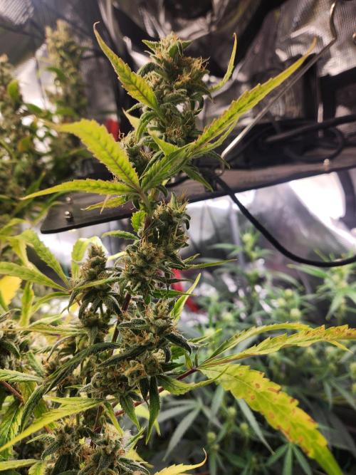 Mep Forum Stomper x GWK Freebie. Week 9 - 67