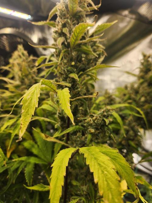 Mep Forum Stomper x GWK Freebie. Week 9 - 67