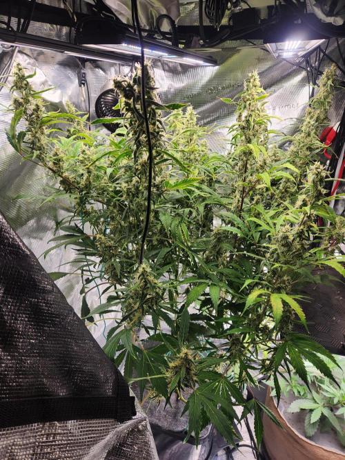 Mep Forum Stomper x GWK Freebie. Week 8 - 56