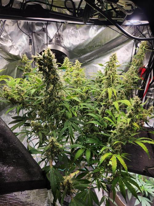 Mep Forum Stomper x GWK Freebie. Week 8 - 58