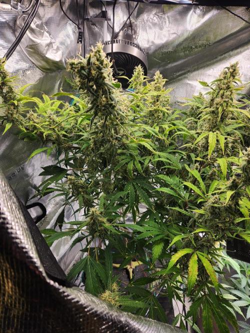 Mep Forum Stomper x GWK Freebie. Week 8 - 60