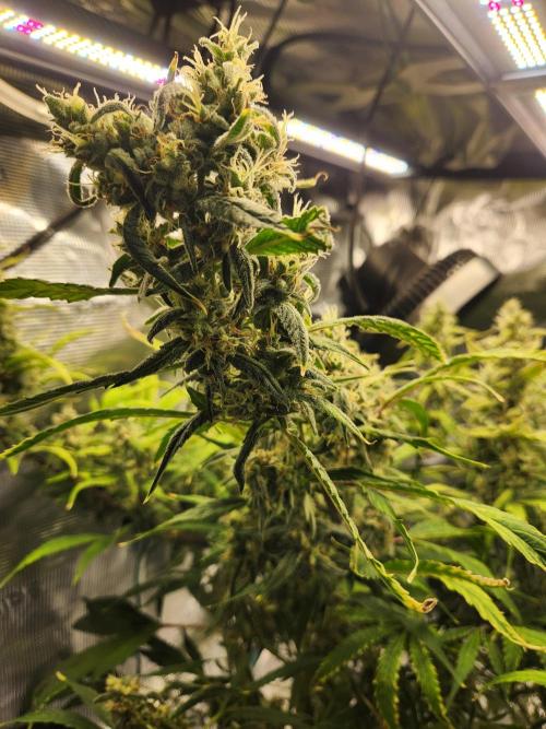 Mep Forum Stomper x GWK Freebie. Week 8 - 60