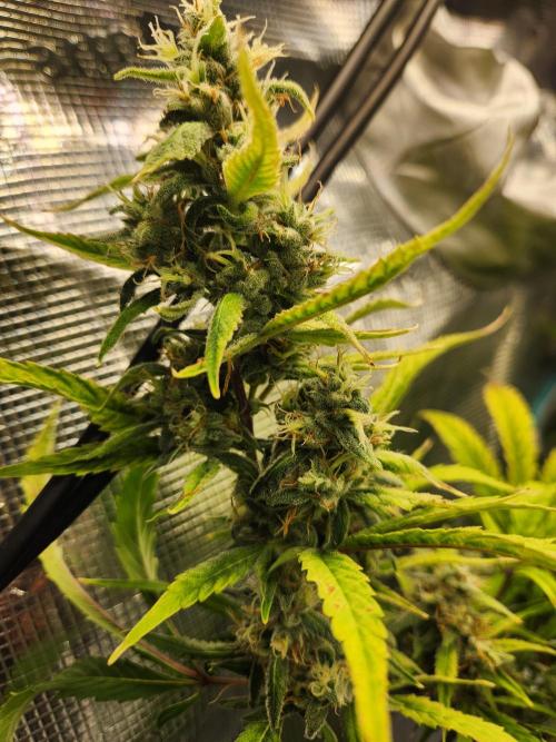 Mep Forum Stomper x GWK Freebie. Week 8 - 63