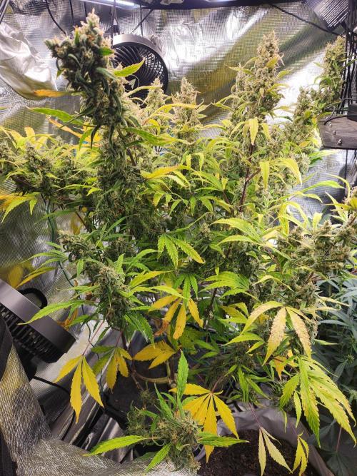 Mep Forum Stomper x GWK Freebie. Week 10 - 70