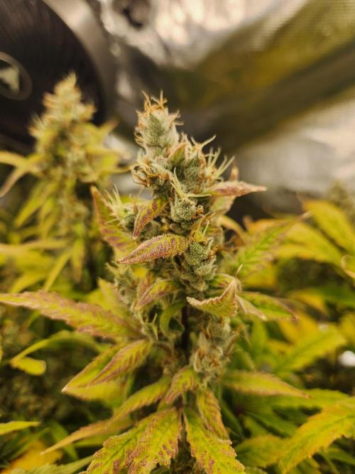 Mep Forum Stomper x GWK Freebie. Week 10 - 70