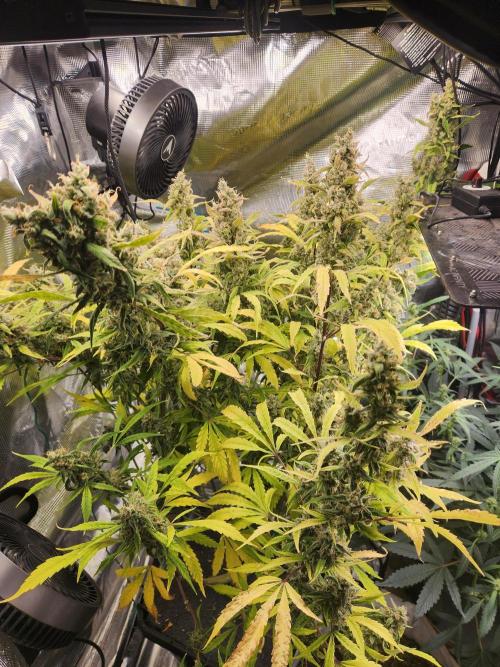 Mep Forum Stomper x GWK Freebie. Week 10 - 72