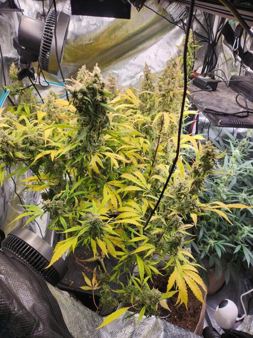 Mep Forum Stomper x GWK Freebie. Week 10 - 73