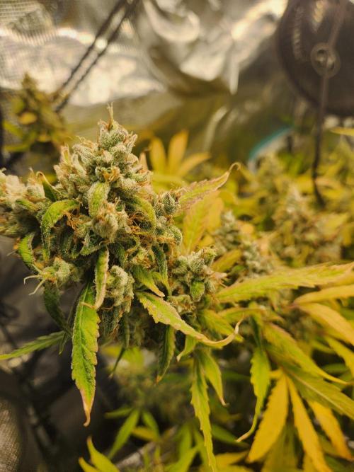 Mep Forum Stomper x GWK Freebie. Week 10 - 73