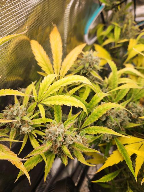 Mep Forum Stomper x GWK Freebie. Week 10 - 73