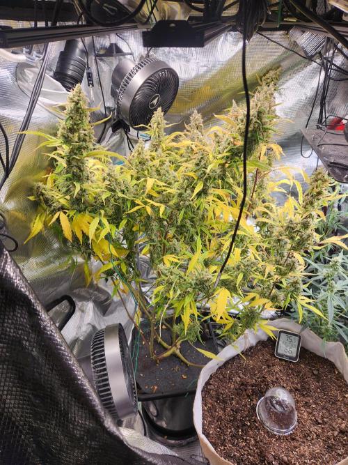 Mep Forum Stomper x GWK Freebie. Week 10 - 75