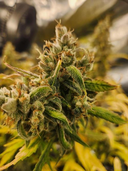 Mep Forum Stomper x GWK Freebie. Week 10 - 75