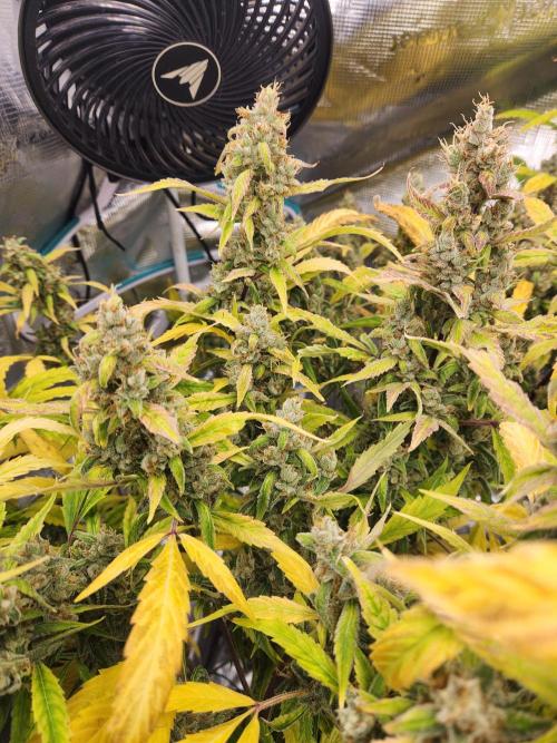 Mep Forum Stomper x GWK Freebie. Week 10 - 75