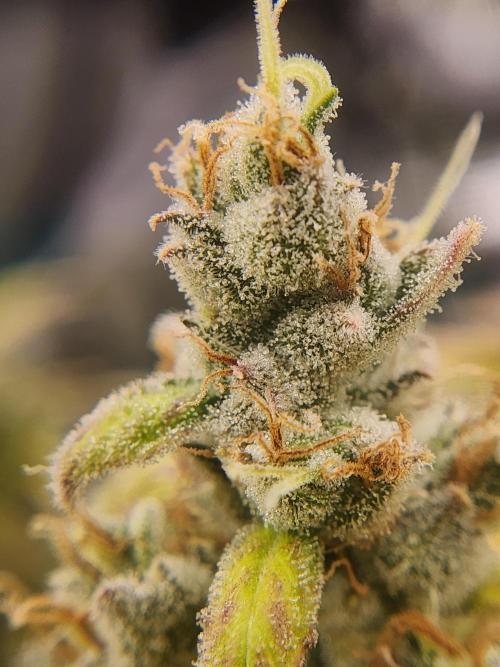 Mep Forum Stomper x GWK Freebie. Week 10 - 76