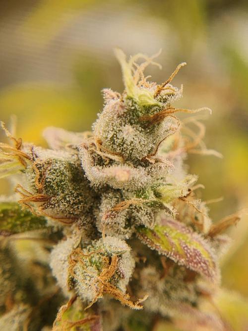 Mep Forum Stomper x GWK Freebie. Week 10 - 76