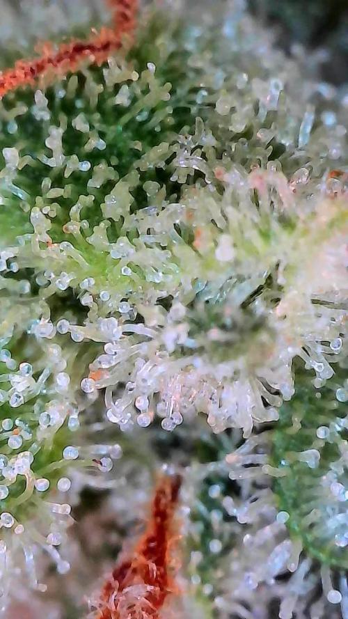 Mep Forum Stomper x GWK Freebie. Week 10 - 76