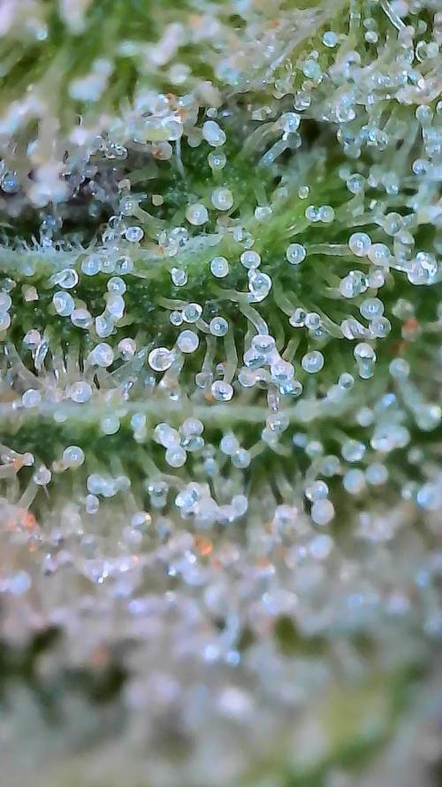 Mep Forum Stomper x GWK Freebie. Week 10 - 76