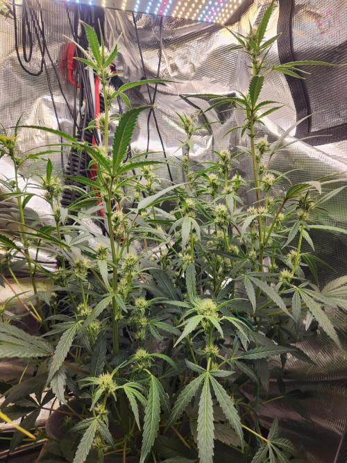 Wizards Apprentice F4 Night Owl. Week 7 - 37