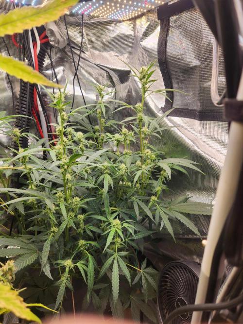 Wizards Apprentice F4 Night Owl. Week 7 - 37