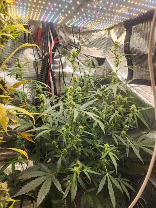 Wizards Apprentice F4 Night Owl. Week 7 - 39