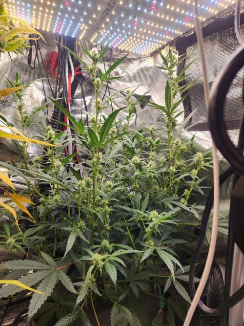 Wizards Apprentice F4 Night Owl. Week 7 - 40