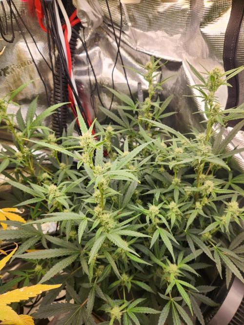 Wizards Apprentice F4 Night Owl. Week 7 - 40