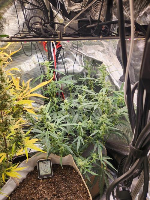 Wizards Apprentice F4 Night Owl. Week 7 - 42