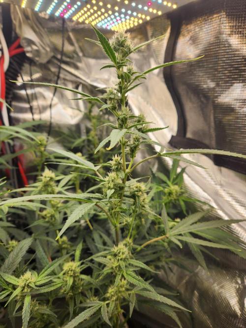 Wizards Apprentice F4 Night Owl. Week 7 - 42