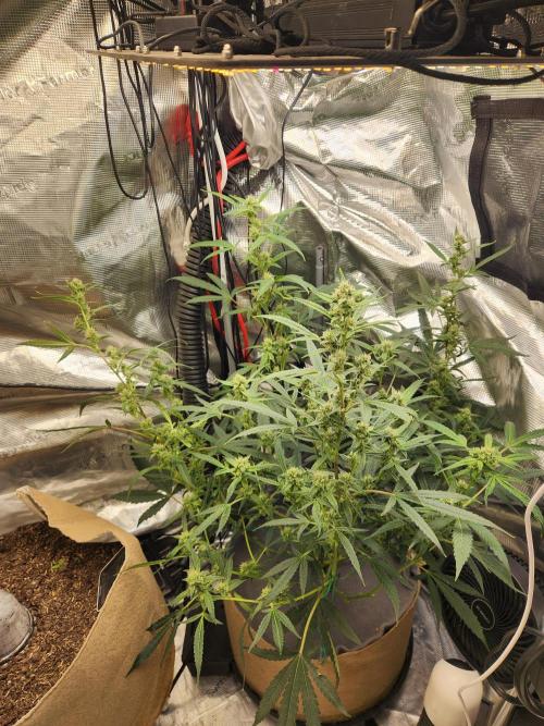 Wizards Apprentice F4 Night Owl. Week 8 - 44