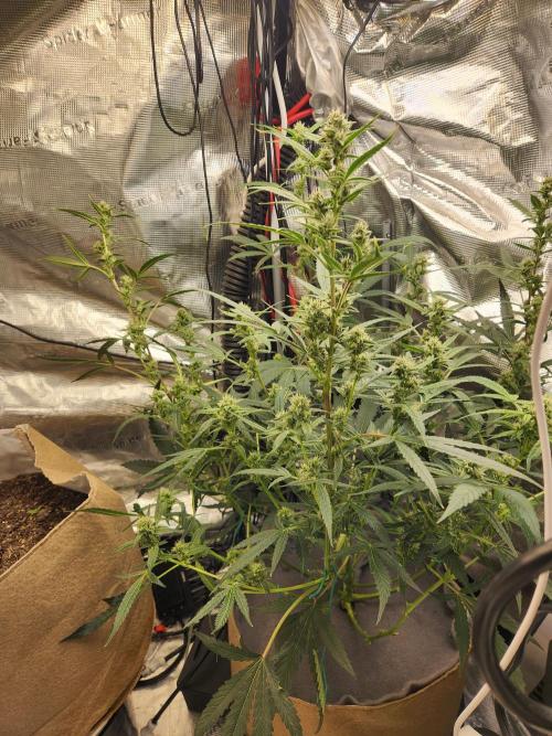 Wizards Apprentice F4 Night Owl. Week 8 - 44