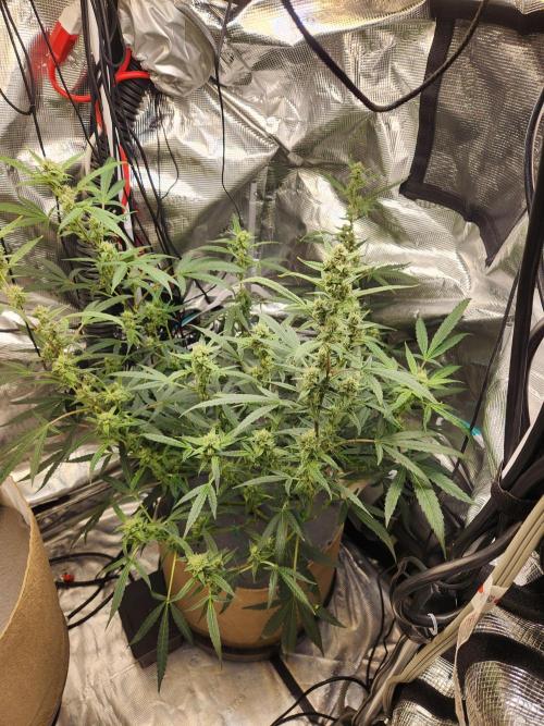 Wizards Apprentice F4 Night Owl. Week 8 - 46