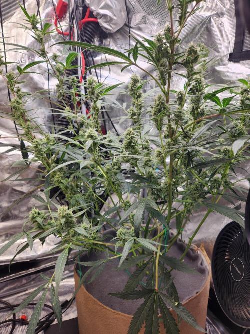 Wizards Apprentice F4 Night Owl. Week 8 - 46