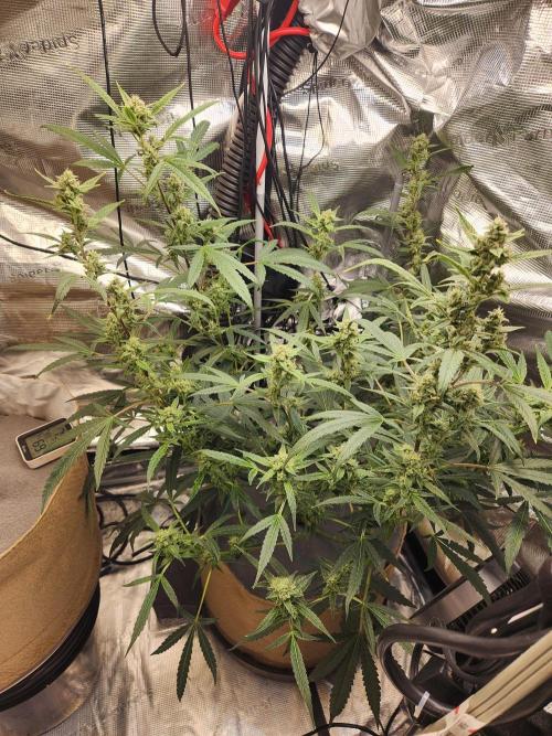 Wizards Apprentice F4 Night Owl. Week 8 - 48