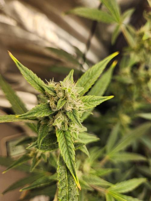 Wizards Apprentice F4 Night Owl. Week 8 - 48