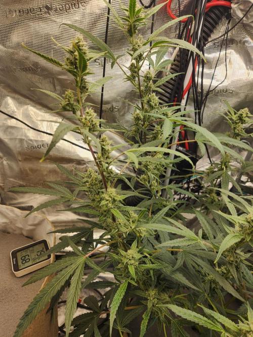 Wizards Apprentice F4 Night Owl. Week 8 - 49