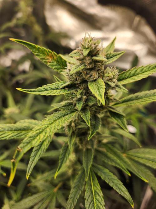 Wizards Apprentice F4 Night Owl. Week 8 - 49