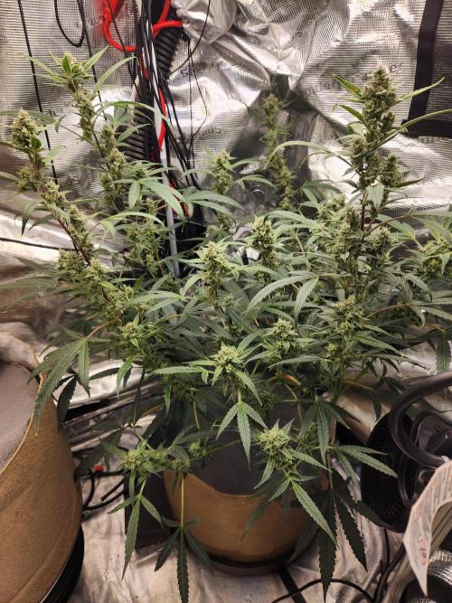 Wizards Apprentice F4 Night Owl. Week 9 - 50