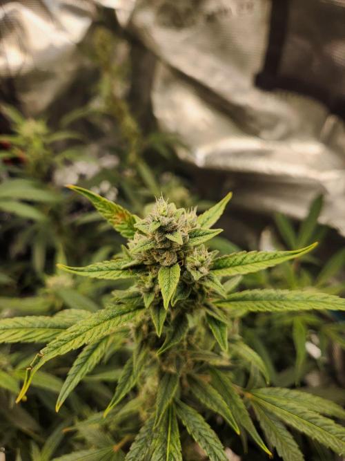 Wizards Apprentice F4 Night Owl. Week 9 - 50