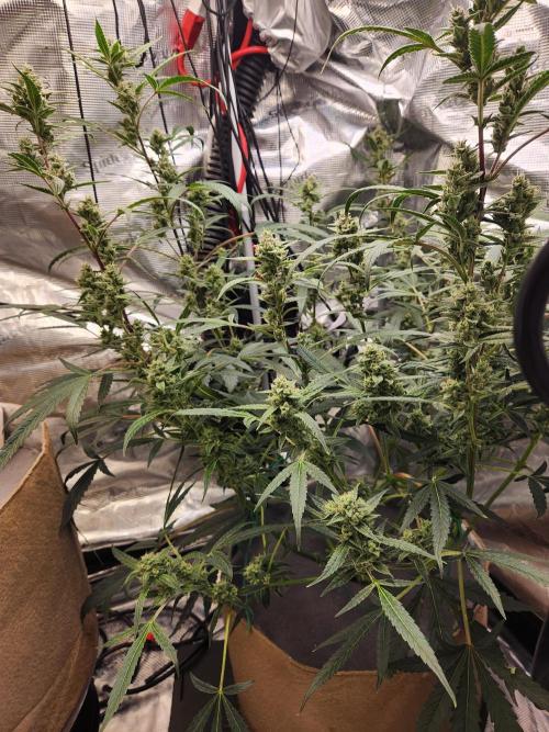 Wizards Apprentice F4 Night Owl. Week 9 - 50