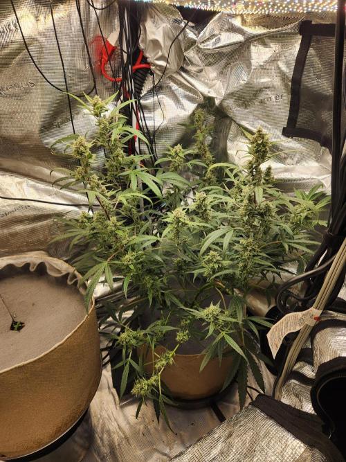 Wizards Apprentice F4 Night Owl. Week 9 - 52